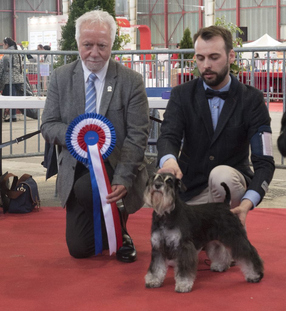 du Haut Cussé - Exposition Limoges spécial Schnauzer